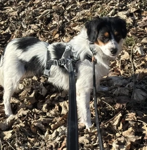 Brioche sucht Menschen mit Verständnis 