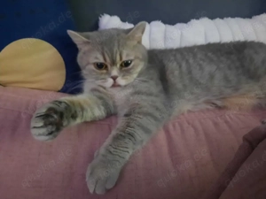 BKH Bärchen , Weiblich 3 Jahre jung 