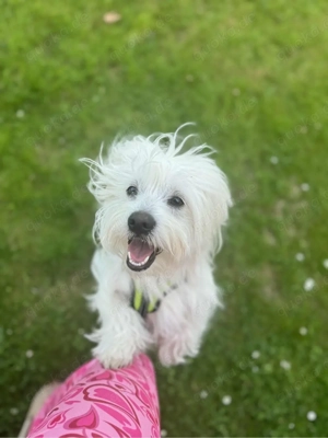 junger malteser hund sucht sein für immer haus
