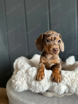 zwergdackel  dackel welpen 