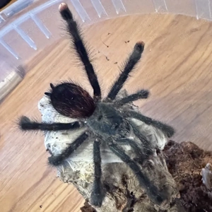 Verschiedene Vogelspinnen und Terrarien ....