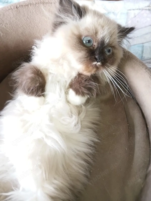 2Zauberwesen suchen ab Mitte Februar ihr Personal