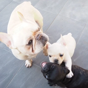  Französische Bulldoggenwelpen