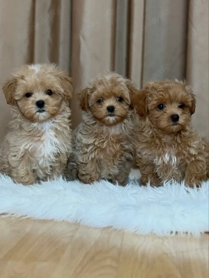 Wunderschöne Maltipoo-Welpen zu vergeben und auf der Suche nach einem neuen Zuhause. 