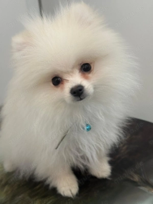 Pomeranian   Zwergspitz Rüde