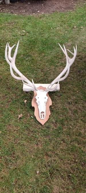 Großes Rothirsch Geweih auf Trophäenschild