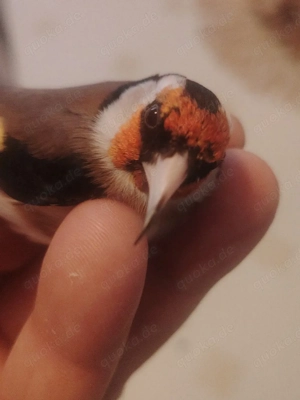 Stieglitz europäisch perschen 