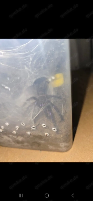 Verkaufe diverse Vogelspinnen etc.