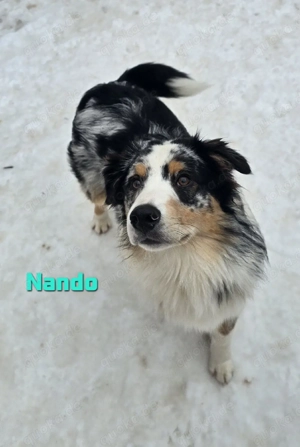 Australian Shepherd Welpen, nur noch 2 Rüden ! (Bitte lesen!) Bild 3