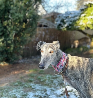 Inari sucht Körbchen
