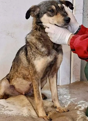 Zartes, junges Herzchen Mayla