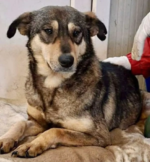 Zartes, junges Herzchen Mayla