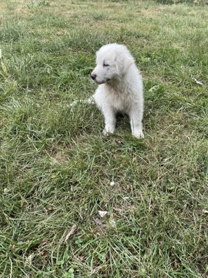 Pyrenäenberghunde Welpen sind mit 12 Wo.jetzt auszugsbereit