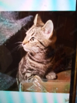 Sumi, kleine Bengalin