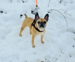 Französische Bulldogge Aira sucht Körbchen 