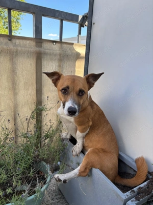 Lilo zuhause gesucht 