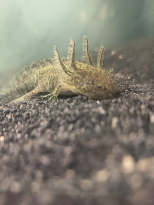 2 Axolotl wildlinge samt Aquarium zu verschenken 