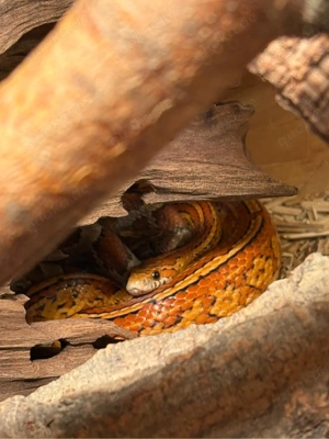 Kornnatter männchen