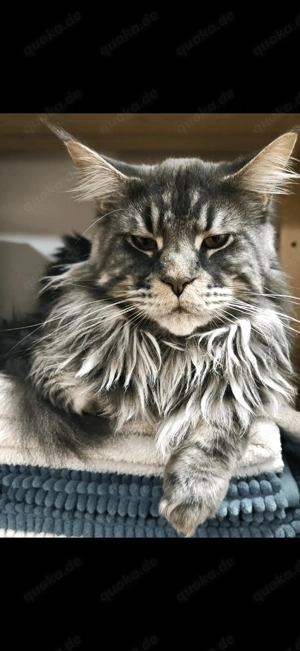 Maine Coon deckkater