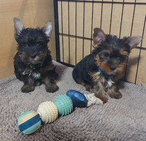 Yorkshire terrier welpen 