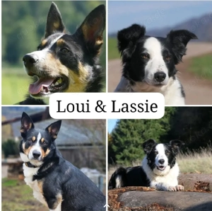Reinrassige Bordercollie Welpen abzugeben 