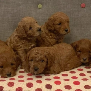 entzückender Zwergpudel