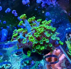 Korallen Ableger Meerwasser Bild 3