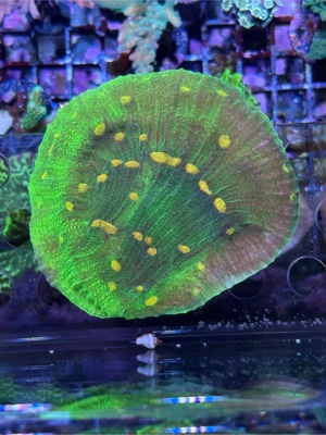 Korallen Ableger Meerwasser Bild 4