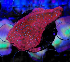 Korallen Ableger Meerwasser Bild 2