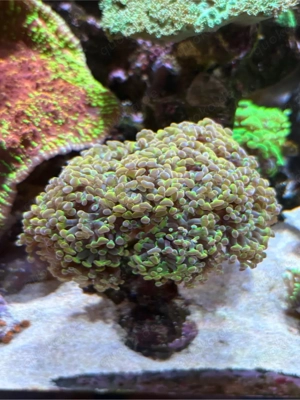 Euphyllia Meerwasser