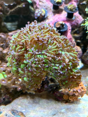 Euphyllia Meerwasser Bild 4