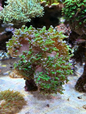 Euphyllia Meerwasser Bild 3