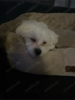 Malteser Bichon zu verkaufen