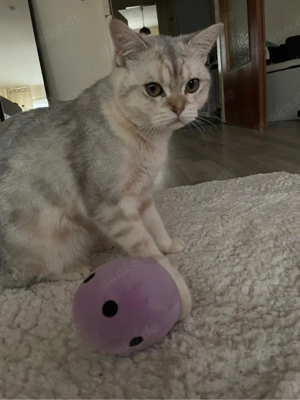 5 Monate alter Kater   gesund und sehr lieb   