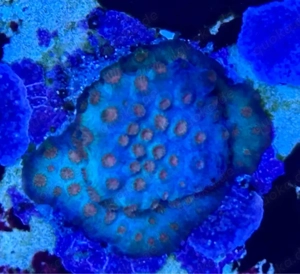 Korallen zu verkaufen 