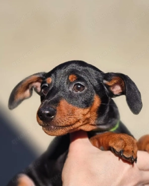 Reinrassige Zwergpinscherwelpen suchen Zuhause 