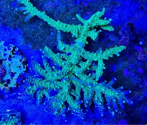 Korallen zu verkaufen 