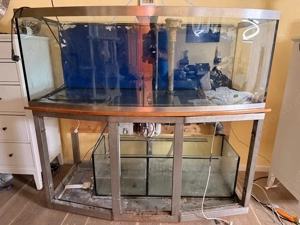 Meerwasser Aquarium Bild 3