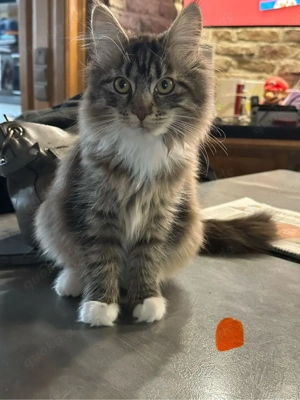 2 Süße Maine Coon Mädchen suchen neuen Dosenöffner