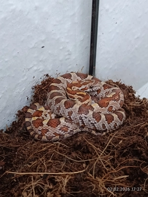 Kornnatter 0.0.1 Nachzucht Ultramel aus 2025