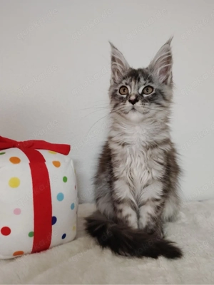 Maine coon Kitten mit Stammbaum