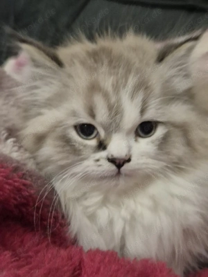 Unsere Katze sucht eine neue zu Hause.