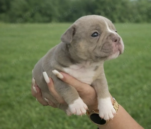 Old Englisch Bulldog 