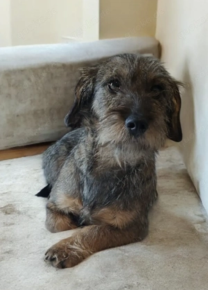 Minni und Melli suchen Zuhause  Bild 6