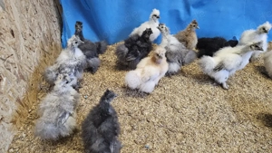 Seidenhühner Seidenhuhn Jungtiere 