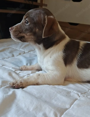 Minni und Melli suchen Zuhause  Bild 5