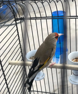 Stieglitz Graukopf Suche