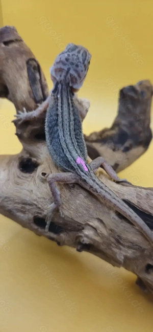 Bartagame pogona vitticeps translucent thunderbolt leatherback weiblich