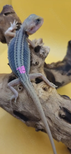 Bartagame pogona vitticeps hypo translucent thunderbolt weiblich