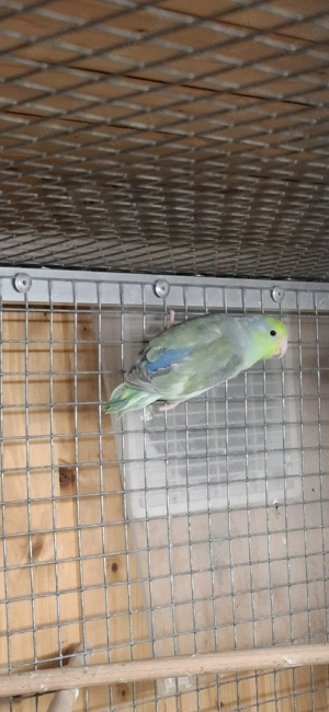 Blaugenick Sperlingpapagein 